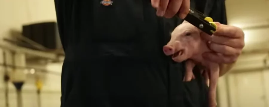 A pig getting their ear tagged